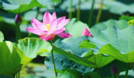 荷花短视频,短视频中的荷花魅力瞬间