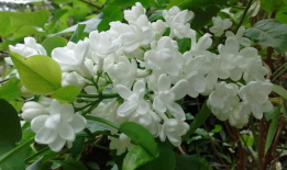 五月丁香视频,探寻花海中的浪漫时光